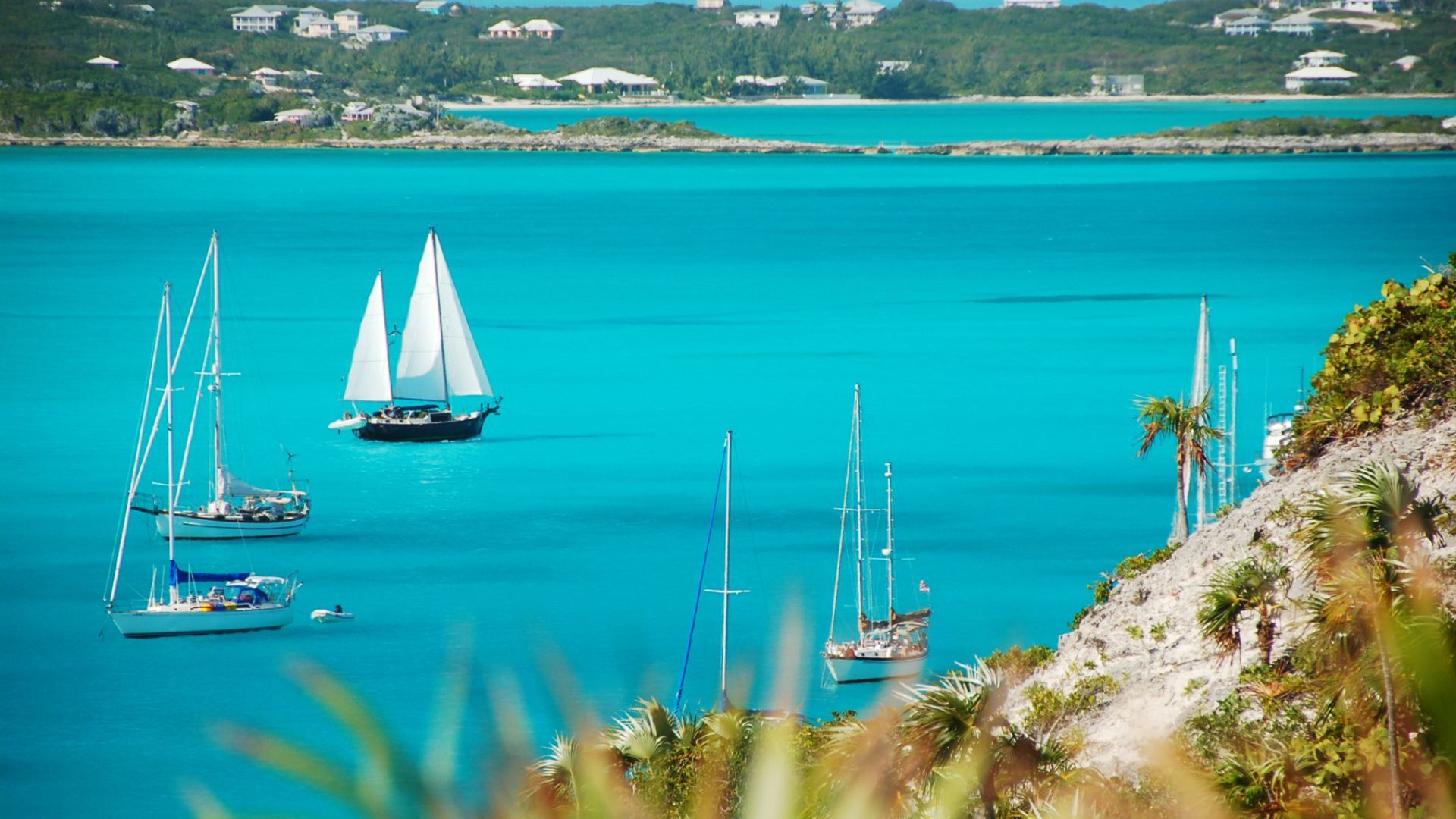 A collection of sailboats gracefully gliding across vibrant turquoise waters under a clear sky.