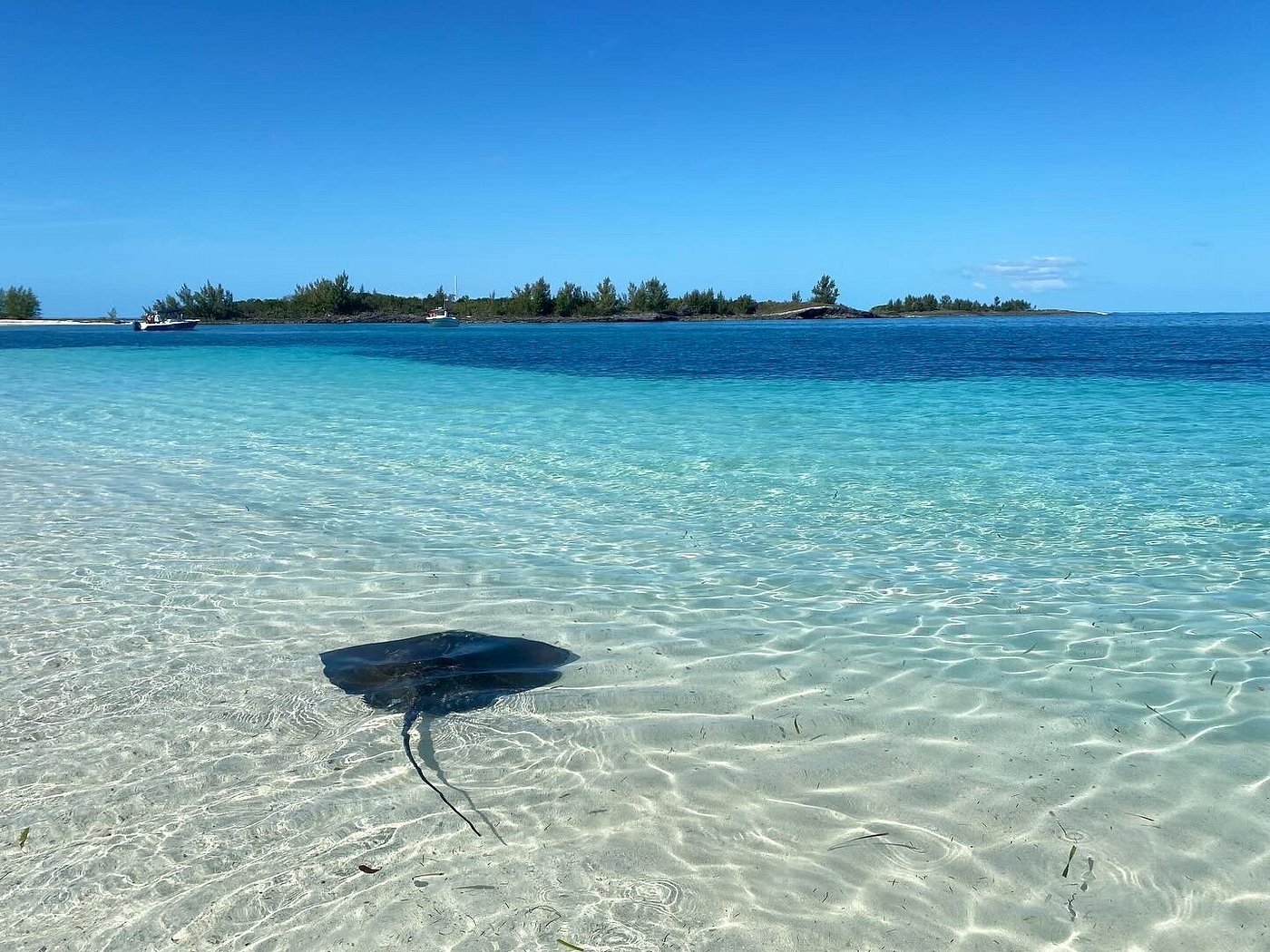 A stingray glides gracefully through the clear, shallow waters of a serene beach.